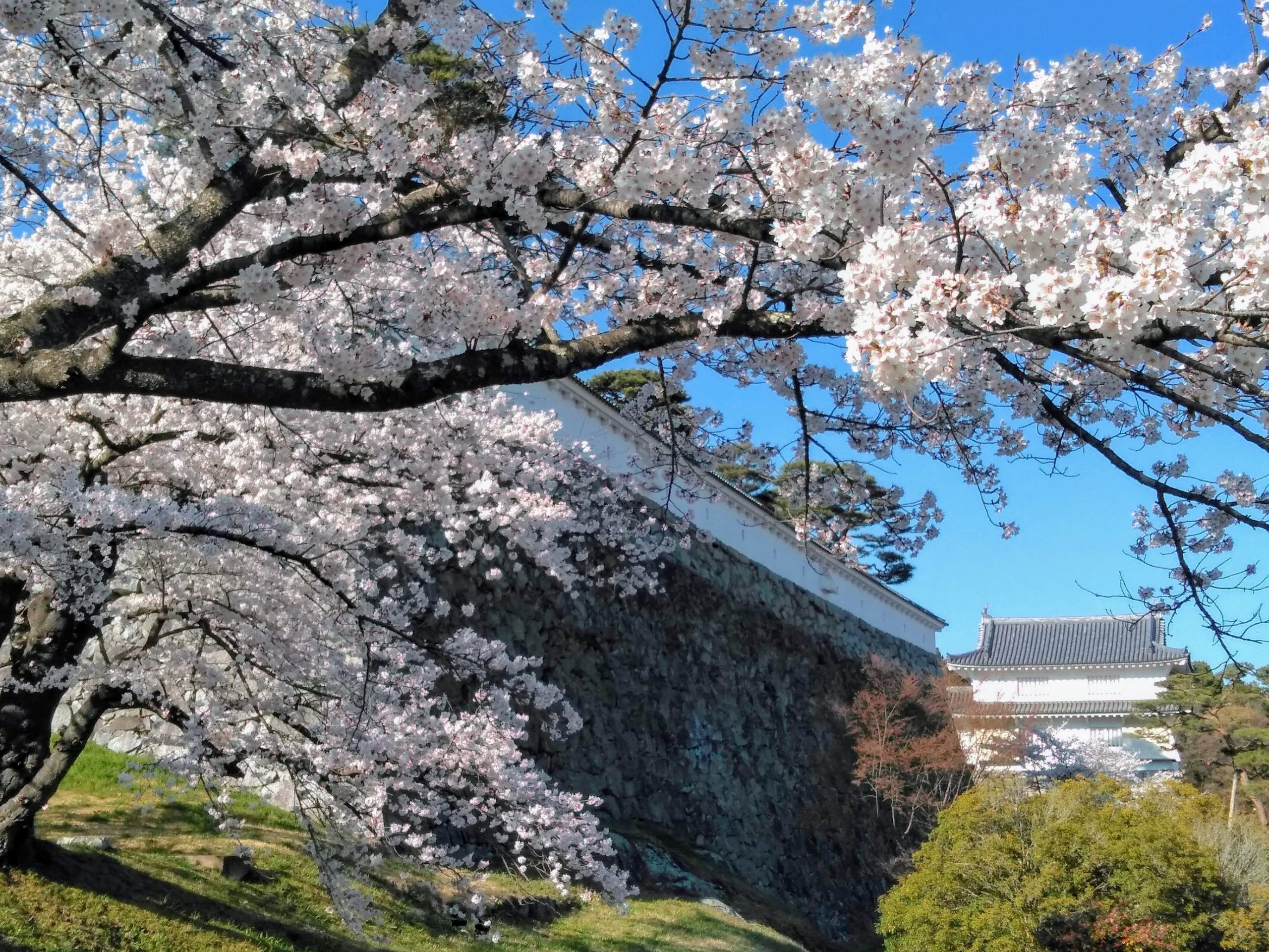 名所・名木が点在する二本松で春爛漫の桜さんぽ♪ - 岳温泉観光