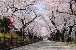 桜がつないだ浪江町と岳温泉の絆。美しく咲き誇る花が紡ぐ物語 - 岳 