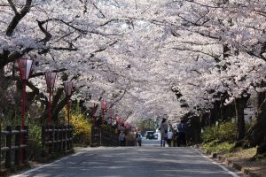 桜がつないだ浪江町と岳温泉の絆 美しく咲き誇る花が紡ぐ物語 岳温泉観光協会公式サイト