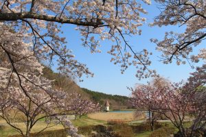 桜がつないだ浪江町と岳温泉の絆 美しく咲き誇る花が紡ぐ物語 岳温泉観光協会公式サイト