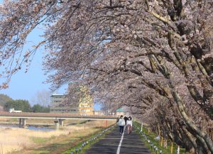 桜がつないだ浪江町と岳温泉の絆 美しく咲き誇る花が紡ぐ物語 岳温泉観光協会公式サイト