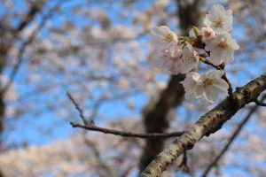 桜がつないだ浪江町と岳温泉の絆 美しく咲き誇る花が紡ぐ物語 岳温泉観光協会公式サイト