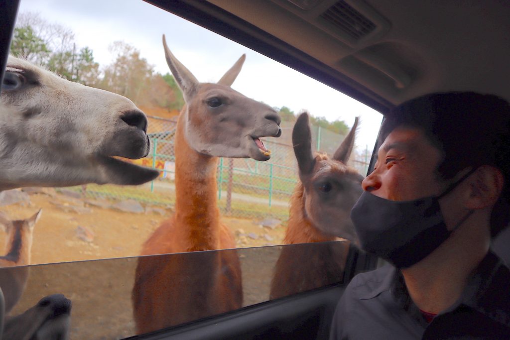 もふもふの動物たちと触れ合える 東北サファリパーク へgo 岳温泉観光協会公式サイト